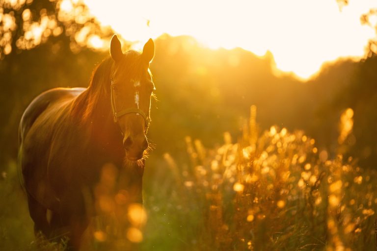 overnachten met je paard op de veluwe