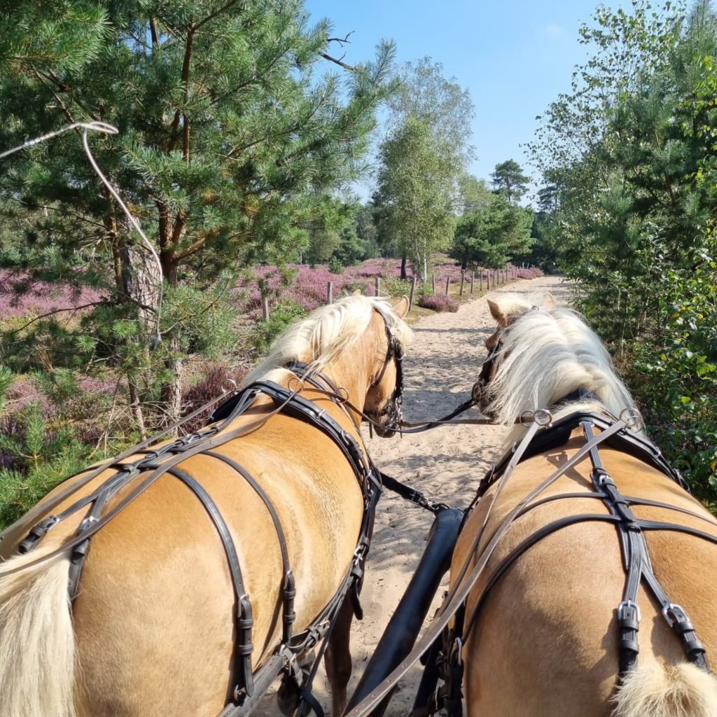 paardrijdenopdeheide