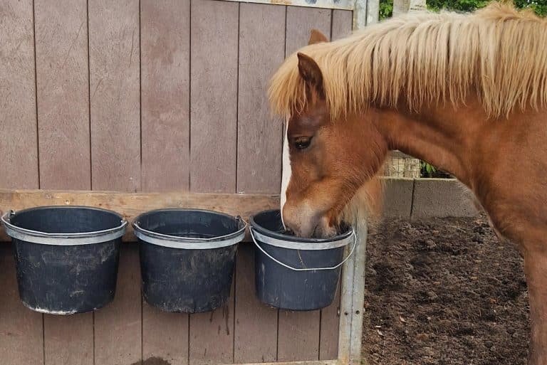 mineralenbuffet-femke-dolle-paddock-paradis