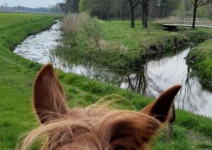 de kempen vakantiehuisje vakantie met je paard (4)