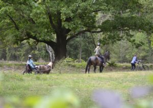 de veluwe vakantiehuis met je paard overnachten (2)