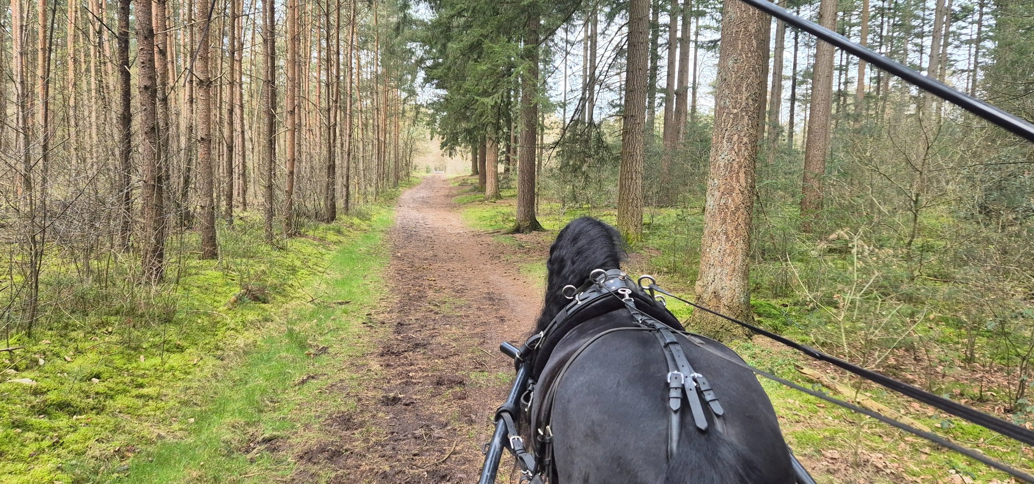 paardrijden op de veluwe- menrit (1)