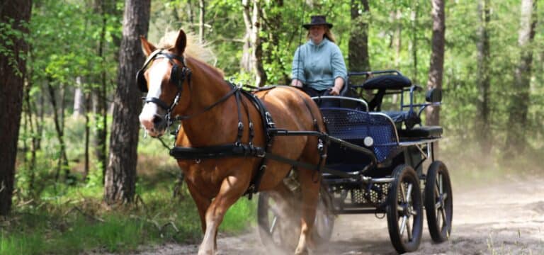 Steeds meer inspiratie voor jouw paardenvakantie