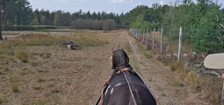 Met mijn eigen paard op pad in de Chaamse Bossen