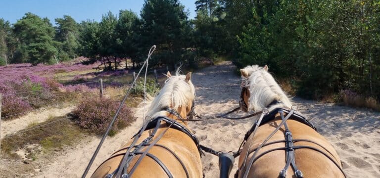 Weekendje weg met je paard: 10 ideeën voor een heerlijke paardenvakantie